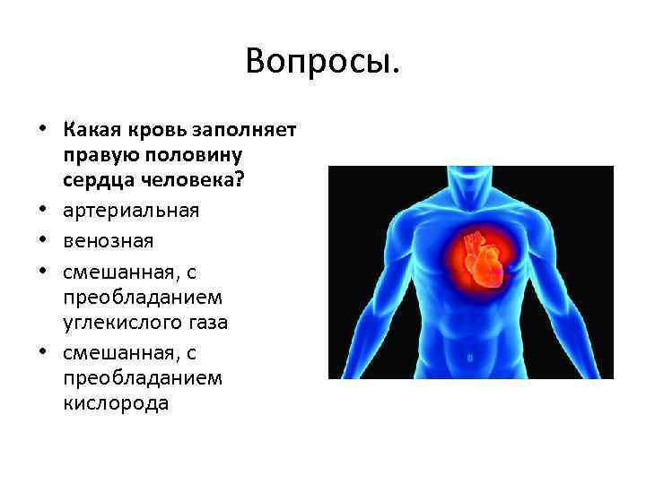 Вопросы. • Какая кровь заполняет правую половину сердца человека? • артериальная • венозная •