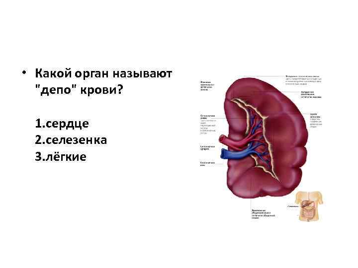  • Какой орган называют 