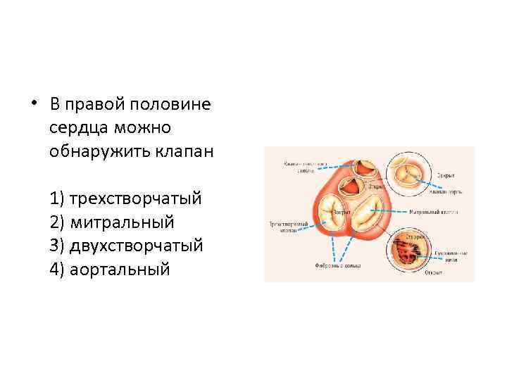 Правая половина сердца. Аортальный клапан трехстворчатый и двухстворчатый.