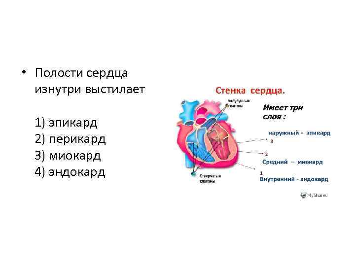  • Полости сердца изнутри выстилает 1) эпикард 2) перикард 3) миокард 4) эндокард