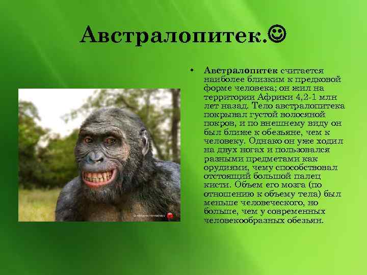 Австралопитек. • Австралопитек считается наиболее близким к предковой форме человека; он жил на территории