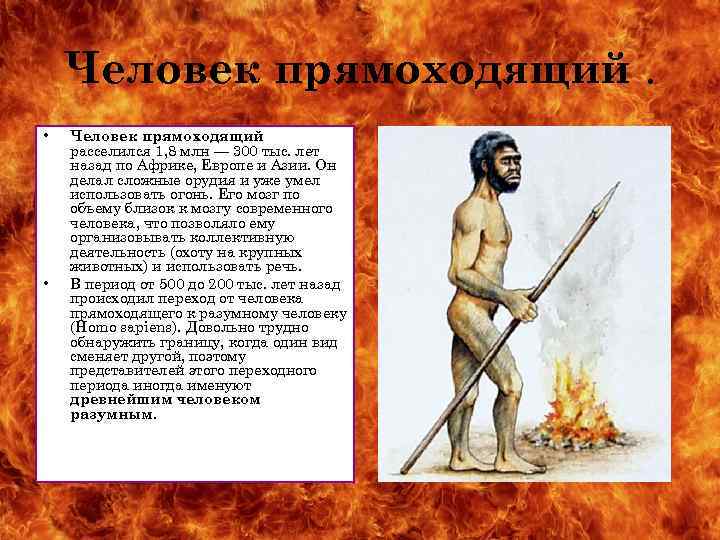 Человек прямоходящий. • • Человек прямоходящий расселился 1, 8 млн — 300 тыс. лет