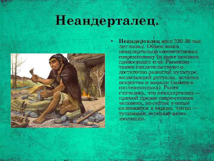 Неандерталец. • Неандерталец жил 230 -30 тыс. лет назад. Объем мозга неандертальца соответствовал современному