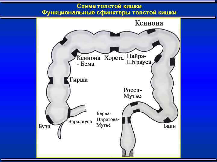 Схема толстой кишки Функциональные сфинктеры толстой кишки 