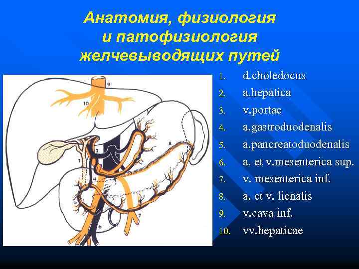 Анатомия, физиология и патофизиология желчевыводящих путей 1. 2. 3. 4. 5. 6. 7. 8.