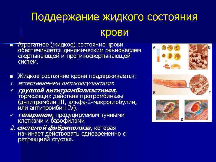 Поддержание жидкого состояния крови n Агрегатное (жидкое) состояние крови обеспечивается динамическим равновесием свертывающей и