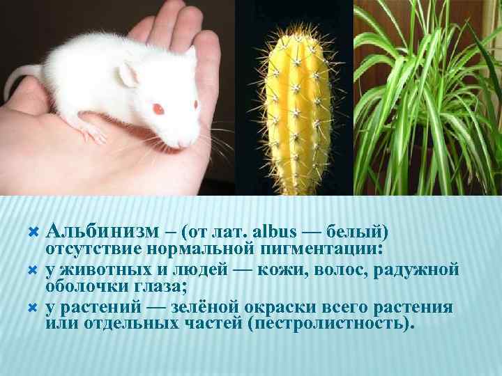  Альбинизм – (от лат. albus — белый) отсутствие нормальной пигментации: у животных и