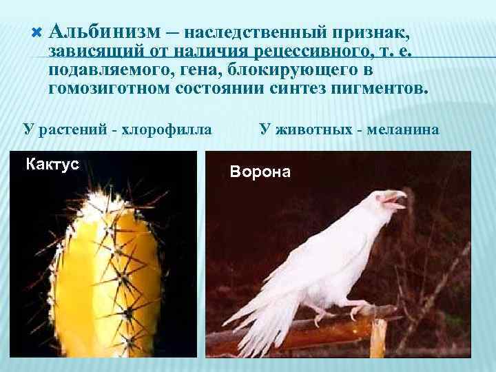  Альбинизм — наследственный признак, зависящий от наличия рецессивного, т. е. подавляемого, гена, блокирующего