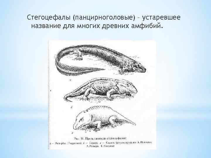 Стегоцефалы (панцирноголовые) – устаревшее название для многих древних амфибий. 