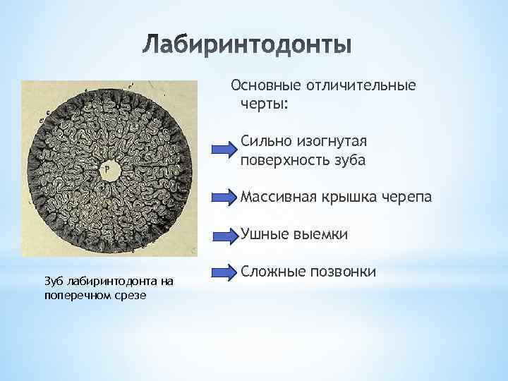 Основные отличительные черты: Сильно изогнутая поверхность зуба Массивная крышка черепа Ушные выемки Зуб лабиринтодонта