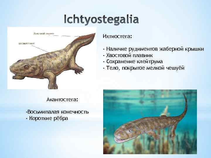 Ихтиостега: - Акантостега: -Восьмипалая конечность - Короткие рёбра Наличие рудиментов жаберной крышки Хвостовой плавник