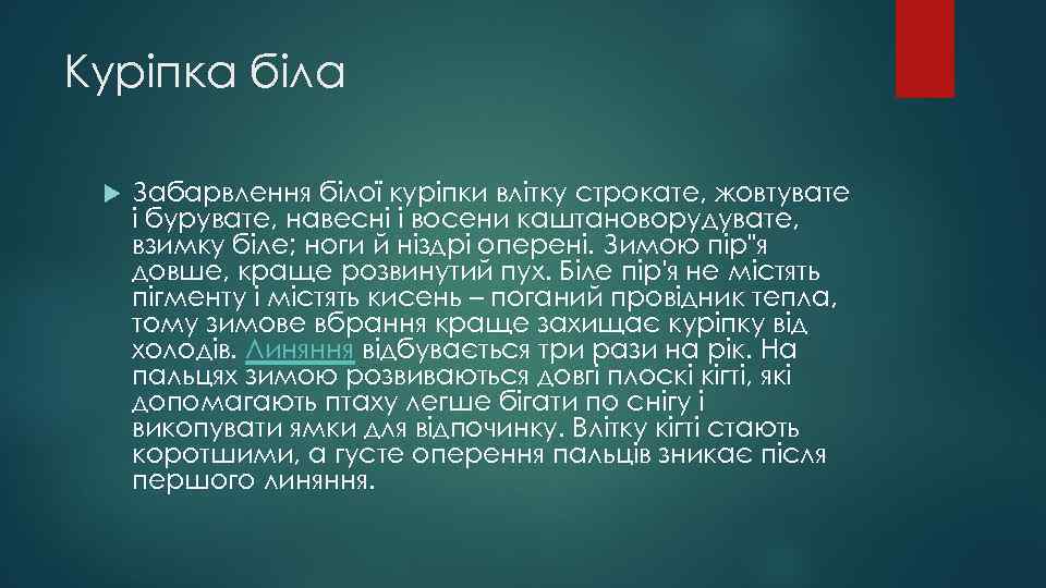 Куріпка біла Забарвлення білої куріпки влітку строкате, жовтувате і бурувате, навесні і восени каштановорудувате,