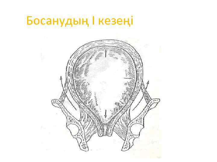 Босанудың I кезеңі 