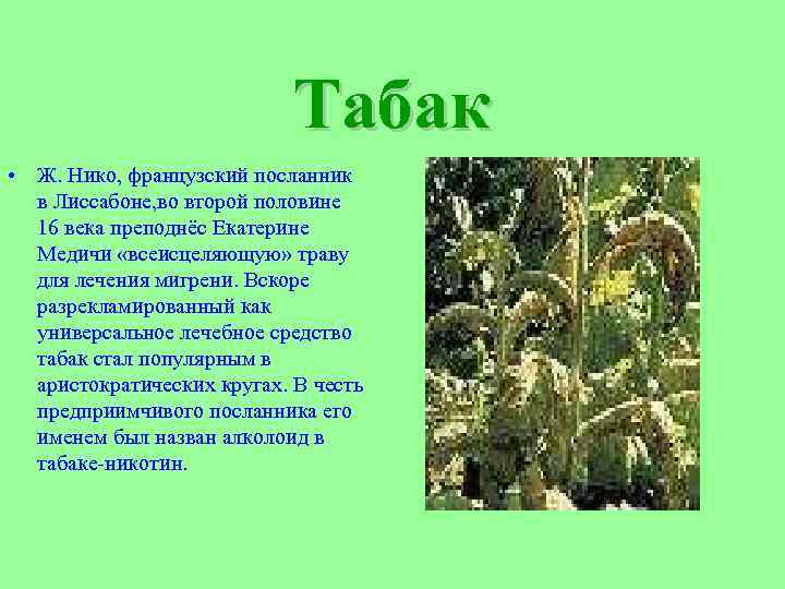 Табак • Ж. Нико, французский посланник в Лиссабоне, во второй половине 16 века преподнёс