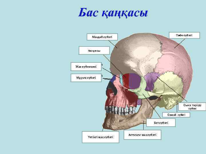 Бас қаңқасы Төбе сүйегі Маңдай сүйегі Көз ұясы Жас сүйекшесі Мұрын сүйегі Сына тәрізді