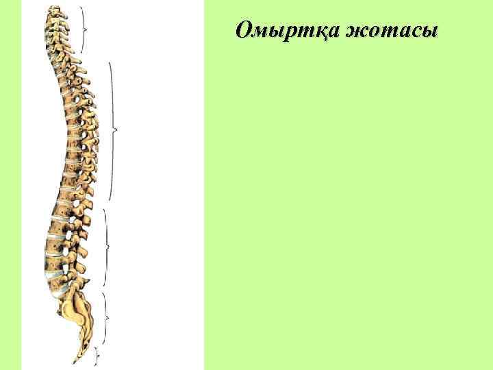 Омыртқа жотасы 