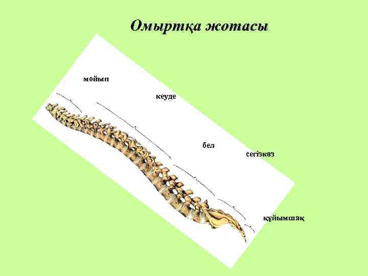 Омыртқа жотасы мойын кеуде бел сегізкөз құйымшақ 