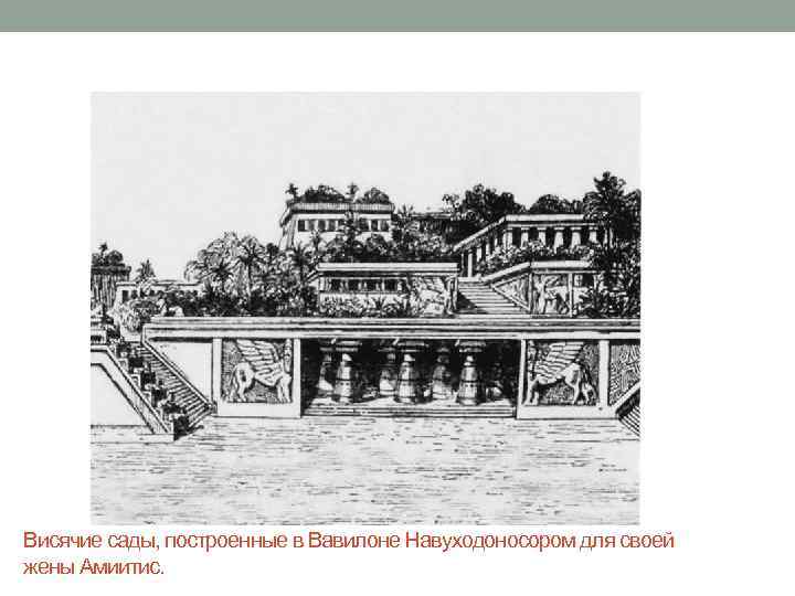 Висячие сады, построенные в Вавилоне Навуходоносором для своей жены Амиитис. 