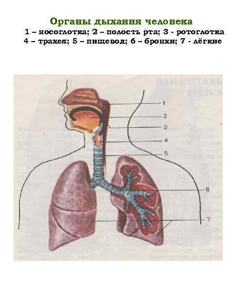 Органы дыхания человека 1 – носоглотка; 2 – полость рта; 3 - ротоглотка 4