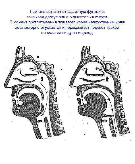Гортань выполняет защитную функцию, закрывая доступ пище в дыхательные пути. В момент проглатывания пищевого