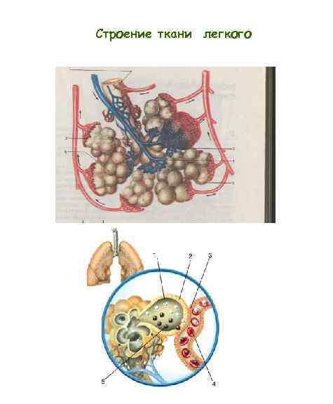 Строение ткани легкого 