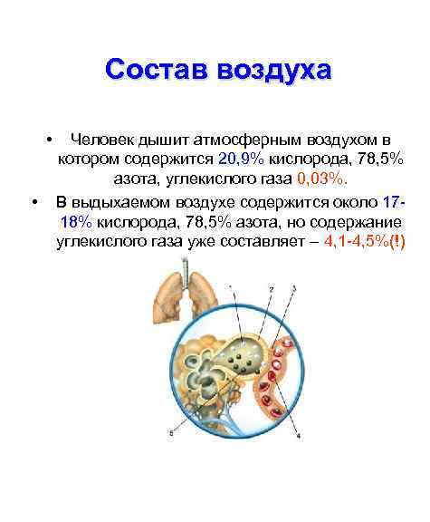 Состав воздуха • • Человек дышит атмосферным воздухом в котором содержится 20, 9% кислорода,