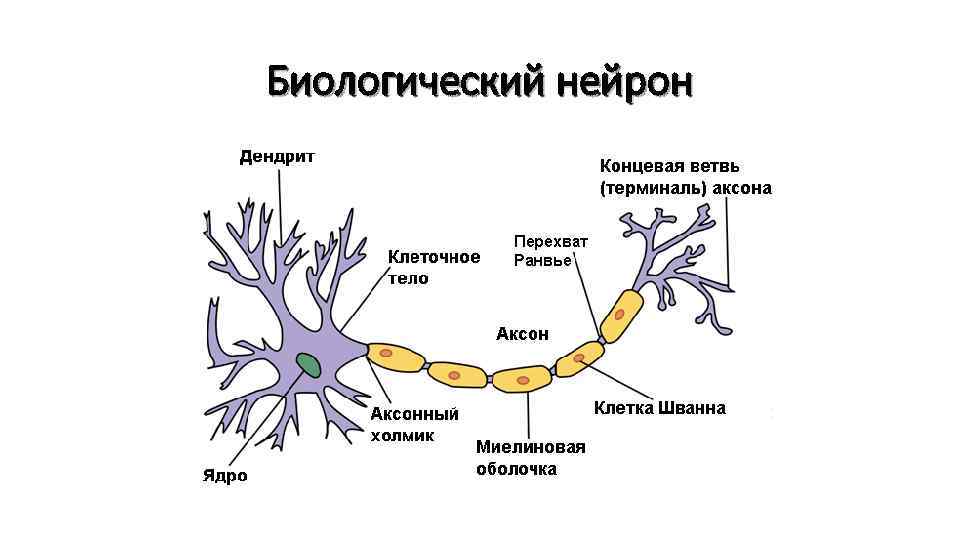 Биологический нейрон 