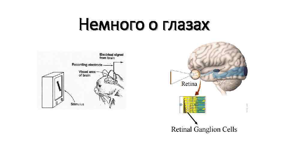 Немного о глазах 