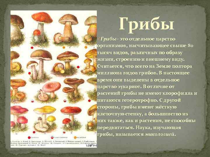 Сколько классов грибов. Разнообразие грибов. Разнообразие царства грибов. Многообразие и значение грибов. Сообщение многообразие грибов.