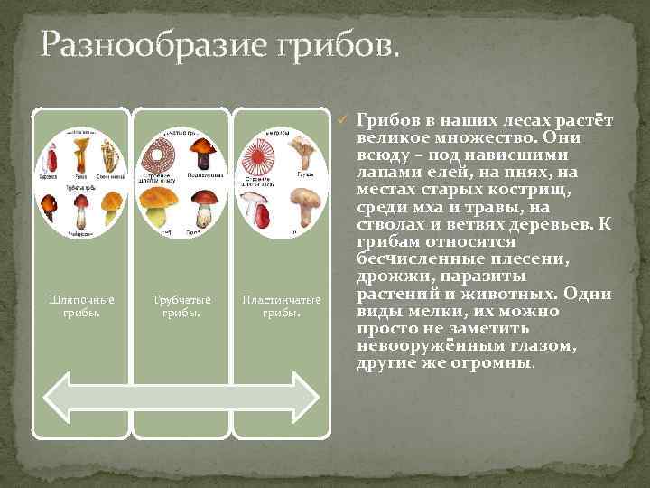 Разнообразие грибов. ü Грибов в наших лесах растёт Шляпочные грибы. Трубчатые грибы. Пластинчатые грибы.