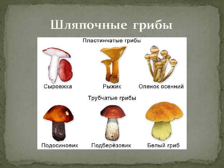 Три группы шляпочных грибов. Шляпочные грибы трубчатые и пластинчатые. Шляпочные грибы строение трубчатые. Строение пластинчатого гриба. Трубчатые ядовитые грибы 5 класс.