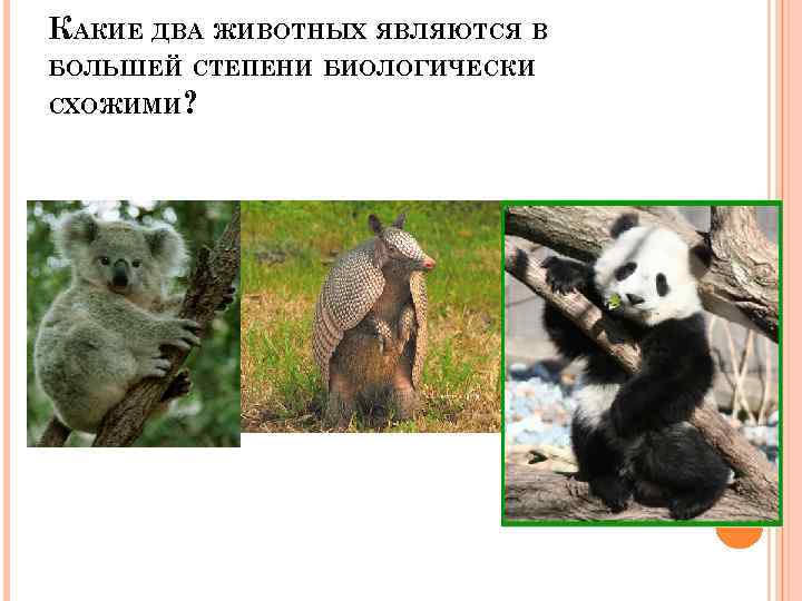 КАКИЕ ДВА ЖИВОТНЫХ ЯВЛЯЮТСЯ В БОЛЬШЕЙ СТЕПЕНИ БИОЛОГИЧЕСКИ СХОЖИМИ? 