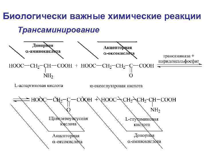 Биологически важные химические реакции Трансаминирование 