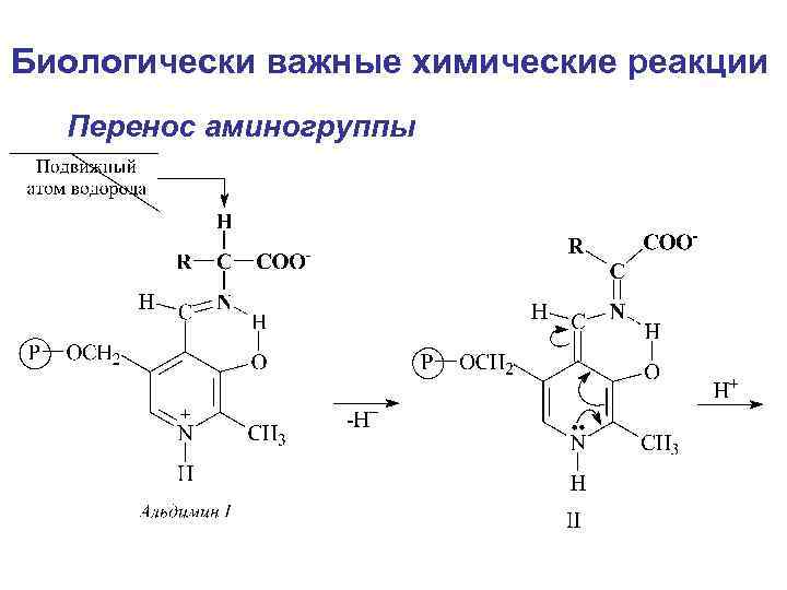 Биологически важные химические реакции Перенос аминогруппы 
