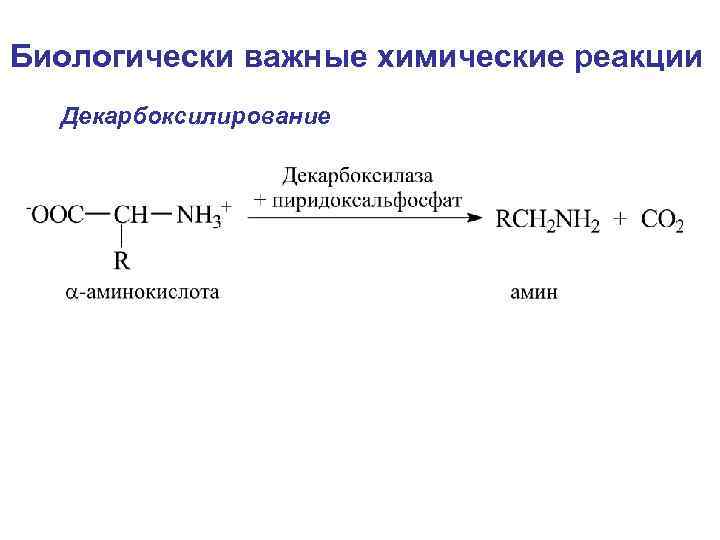Биологически важные химические реакции Декарбоксилирование 