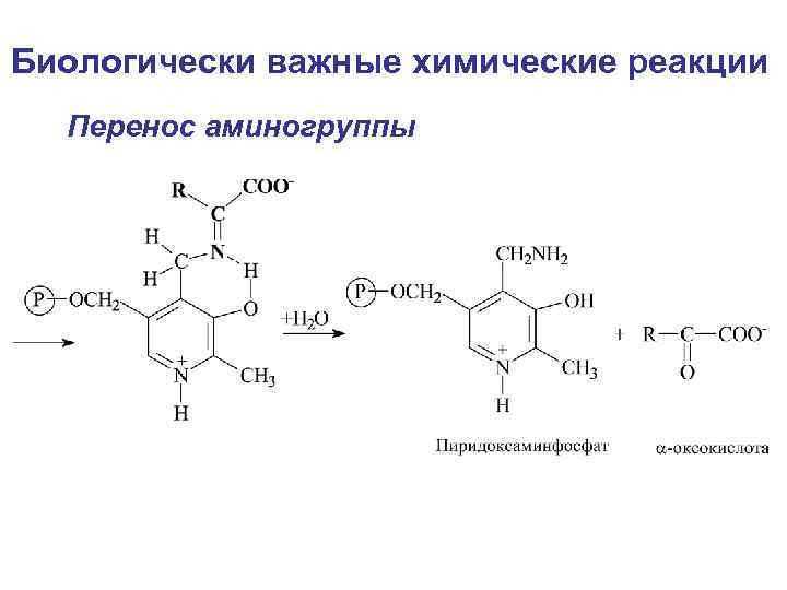 Биологически важные химические реакции Перенос аминогруппы 