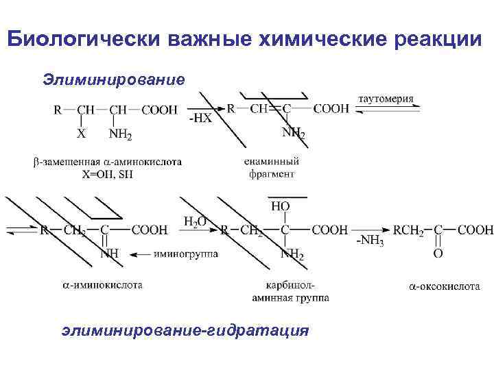 Биологически важные химические реакции Элиминирование элиминирование-гидратация 