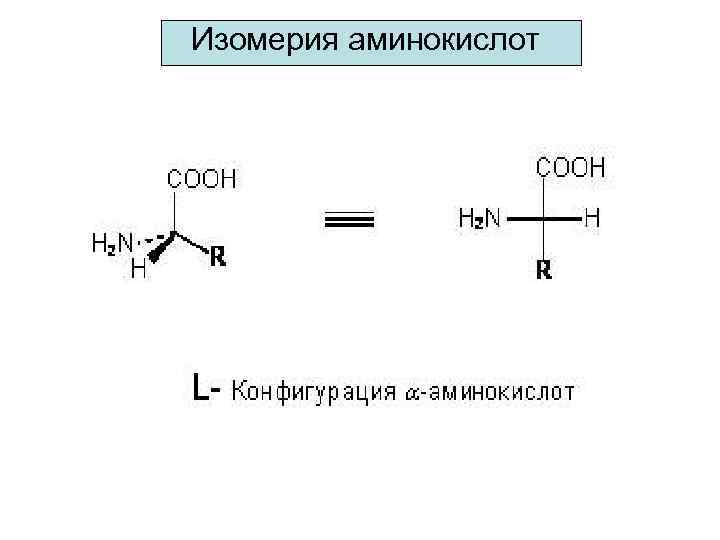 Изомерия аминокислот Энантиомеры 