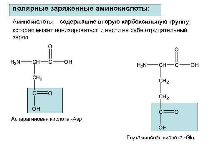 полярные заряженные аминокислоты: Аминокислоты, содержащие вторую карбоксильную группу, которая может ионизироваться и нести на
