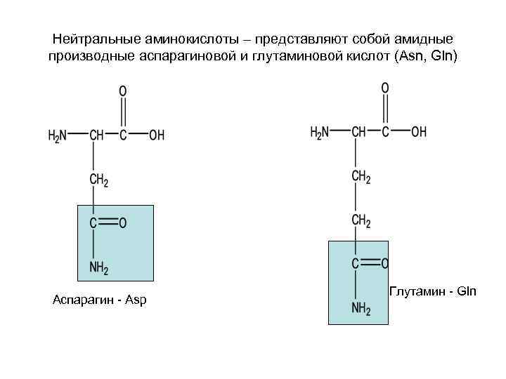 Нейтральные аминокислоты – представляют собой амидные производные аспарагиновой и глутаминовой кислот (Asn, Gln) Аспарагин