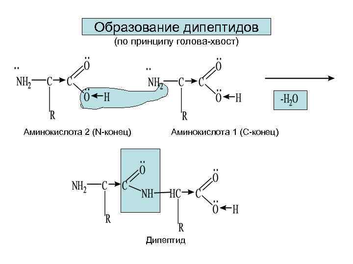 Образование дипептидов (по принципу голова-хвост) Аминокислота 2 (N-конец) Аминокислота 1 (С-конец) Дипептид 