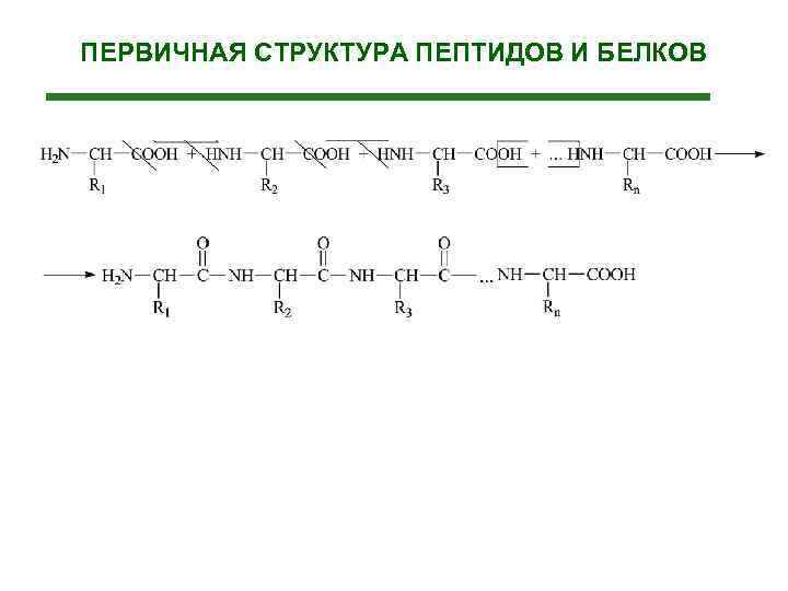 Пептидная структура белка