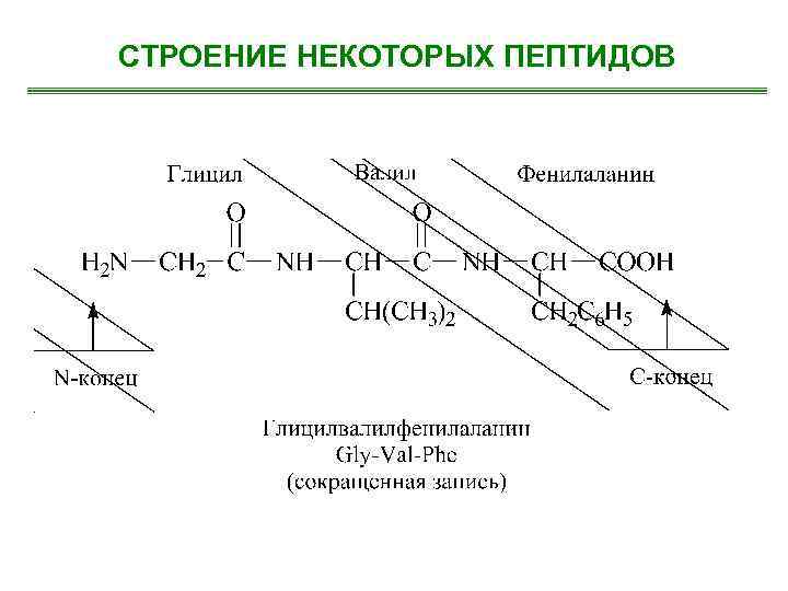 СТРОЕНИЕ НЕКОТОРЫХ ПЕПТИДОВ 