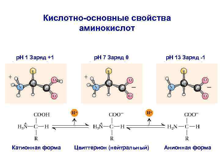Кислотно-основные свойства аминокислот p. H 1 Заряд +1 p. H 7 Заряд 0 Катионная