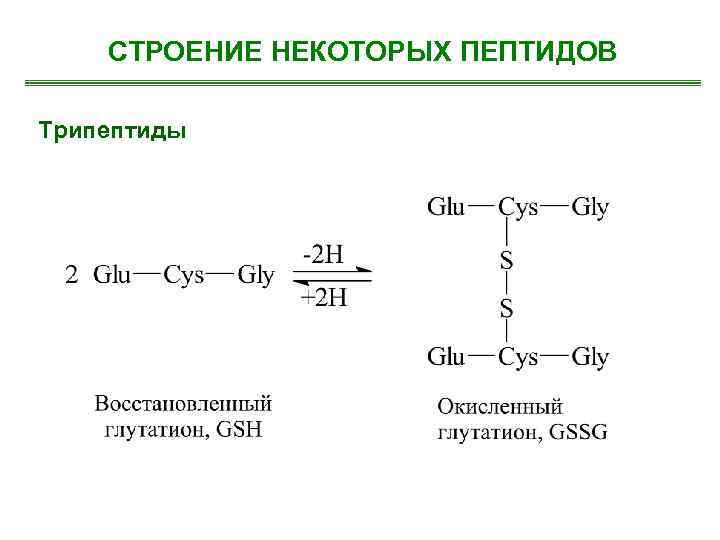 СТРОЕНИЕ НЕКОТОРЫХ ПЕПТИДОВ Трипептиды 