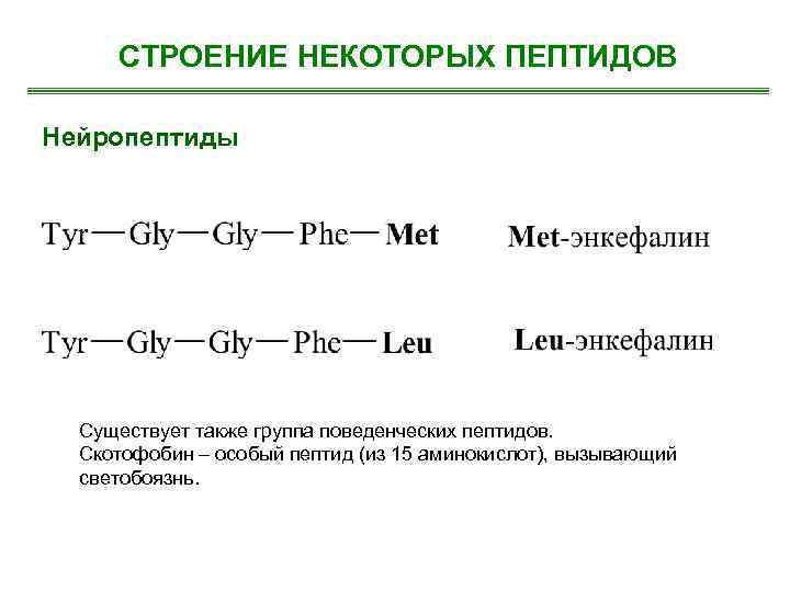 СТРОЕНИЕ НЕКОТОРЫХ ПЕПТИДОВ Нейропептиды Существует также группа поведенческих пептидов. Скотофобин – особый пептид (из