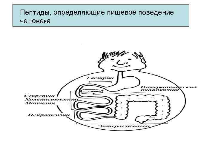 Пептиды, определяющие пищевое поведение человека 