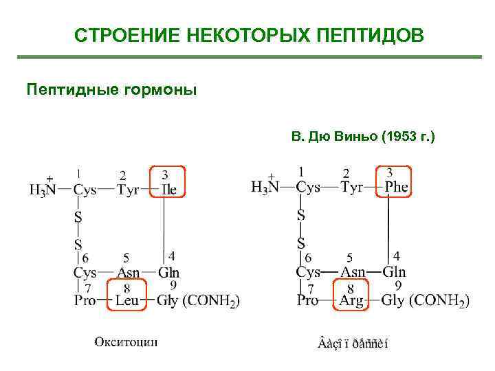 СТРОЕНИЕ НЕКОТОРЫХ ПЕПТИДОВ Пептидные гормоны В. Дю Виньо (1953 г. ) 
