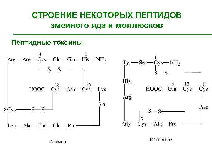 Поурочный план аминокислоты белки