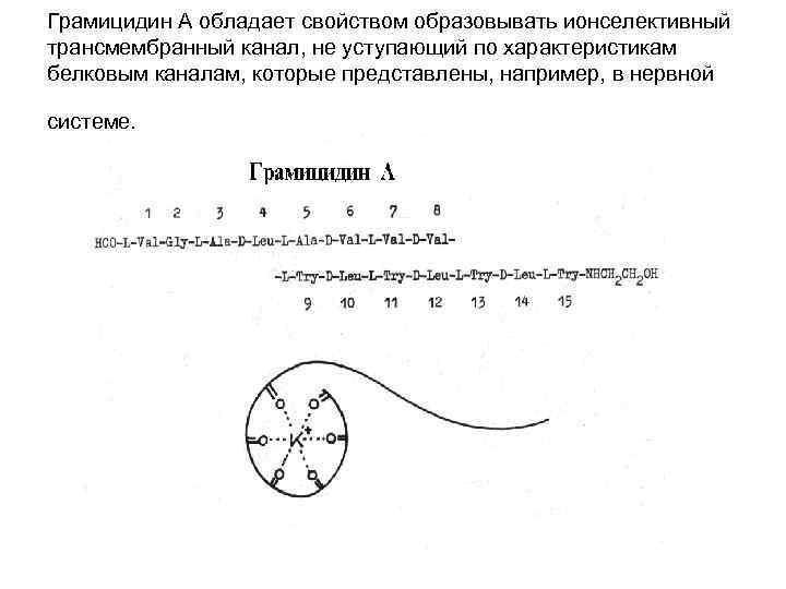 Грамицидин А обладает свойством образовывать ионселективный трансмембранный канал, не уступающий по характеристикам белковым каналам,